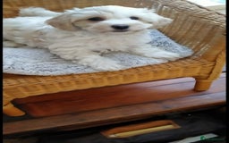 Cavachon dogs for sale:  🐾 Cavapoochon Puppies! 🐾 - Image 18