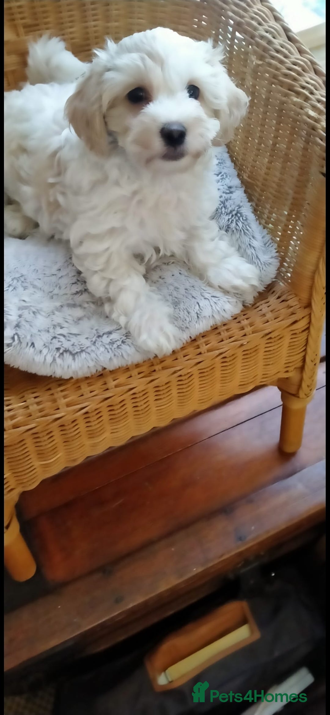 Cavachon dogs for sale:  🐾 Cavapoochon Puppies! 🐾 - Image 18