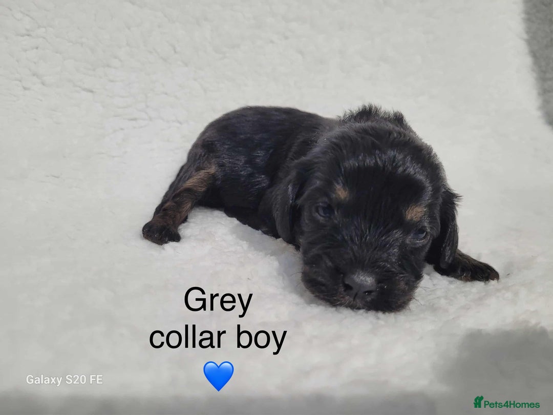Cavapoo dogs for sale: Stunning litter of cavapoos - Image 27
