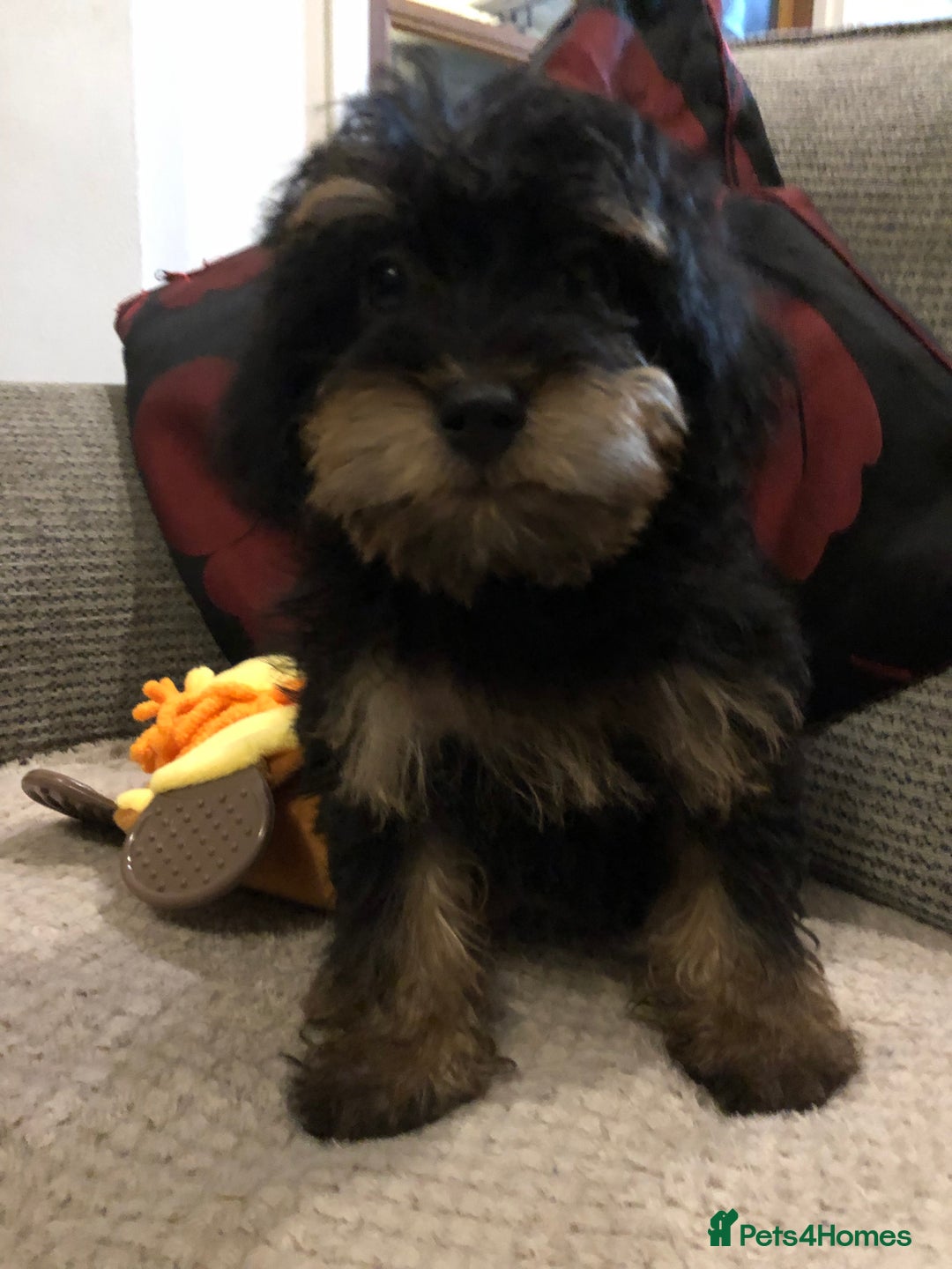 Mixed Breed dogs for sale: shihtzu cross puppies for sale - Advert 7