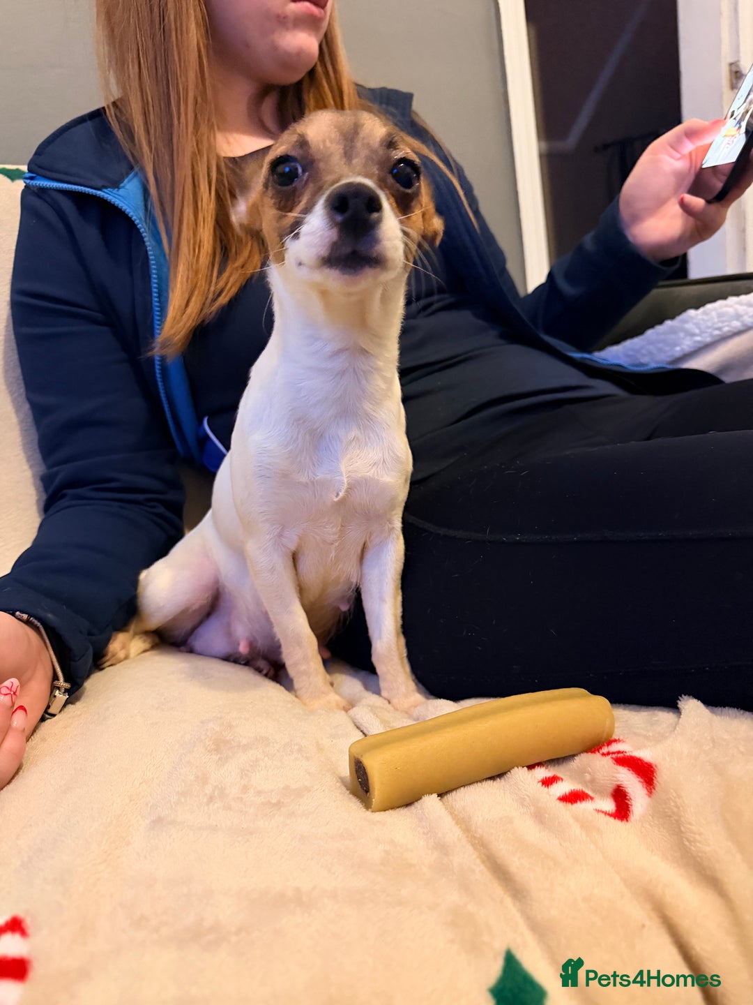 Mixed Breed dogs for sale: 1/2 chihuahua 1/2 jack Russel pup - Advert 8