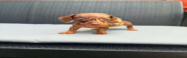 Miniature Dachshund 3