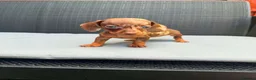 Miniature Dachshund dogs for sale: Miniature Dachshund - Advert 4