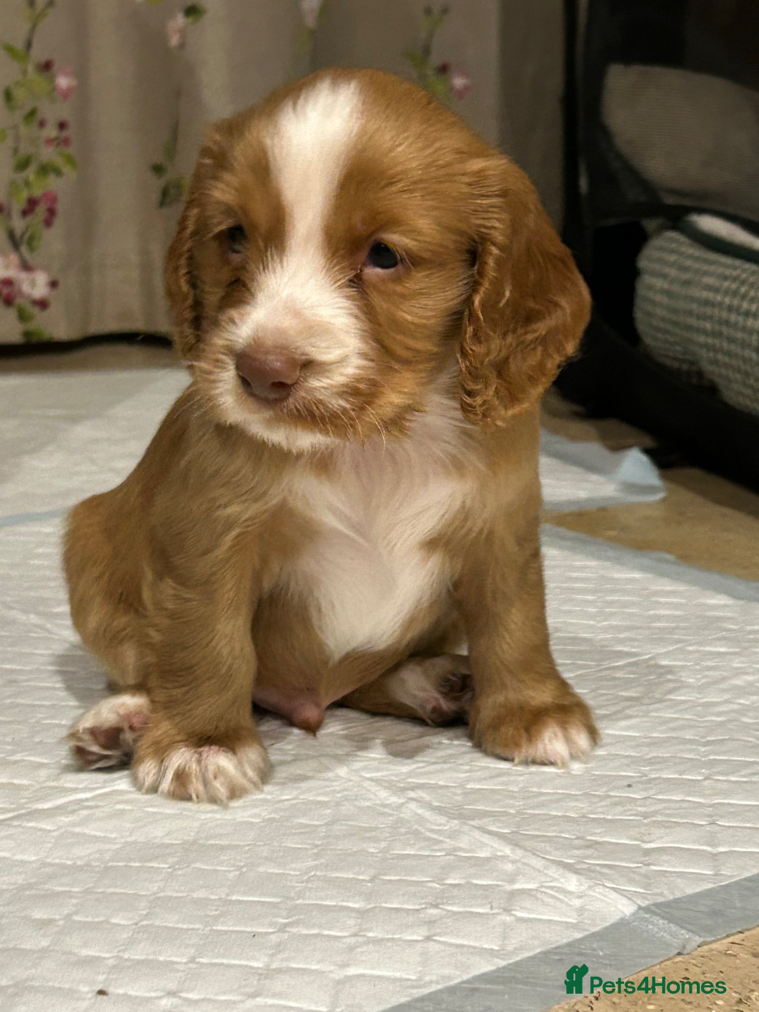 Cocker Spaniel dogs Last two boys left  - Advert 18