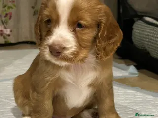 Cocker Spaniel dogs Last two boys left - Advert 3