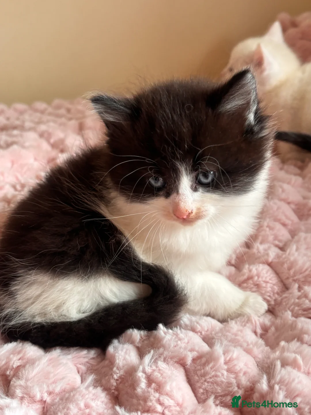 Mixed Breed cats for sale: Maine coon cross kittens  - Advert 24