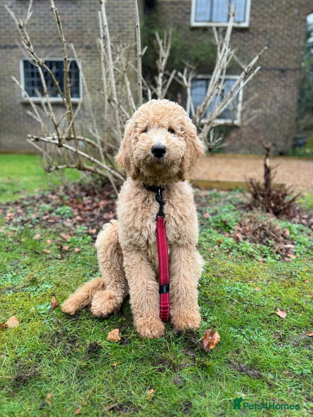 Goldendoodle dogs for stud: Cooper - Proven stud in Haywards Heath - Advert 3