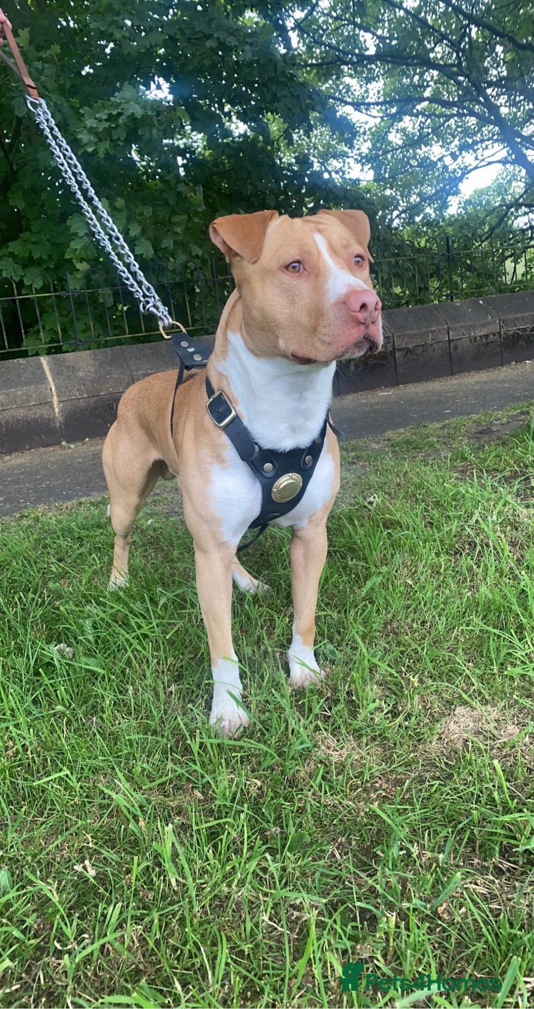 American Bully dogs Male Bully For Sale - Advert 23