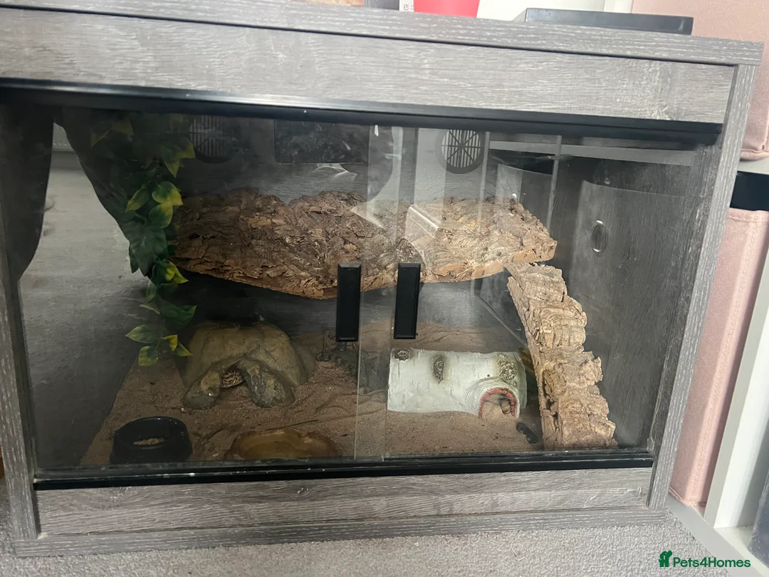 Leopard Gecko reptiles for sale: Leopard Gecko plus vivarium and  - Advert 5