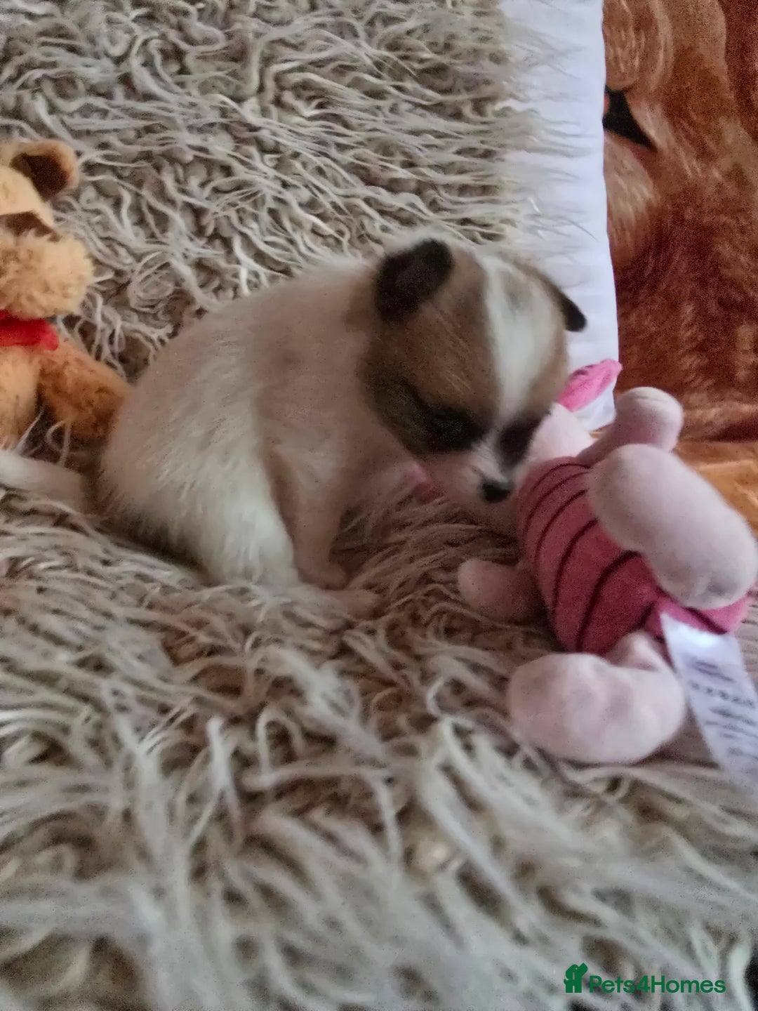 Pomchi dogs for sale: Beautiful Pomchi Puppy's ❤️  - Advert 9