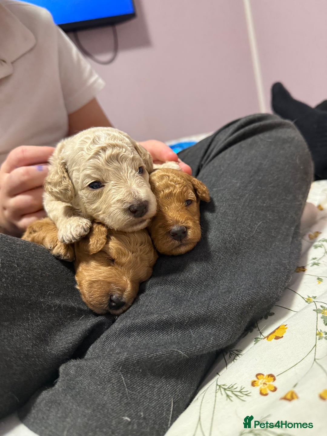 Cavapoo dogs for sale: 4 Beautiful f1b Cavapoo Puppies  - Advert 12