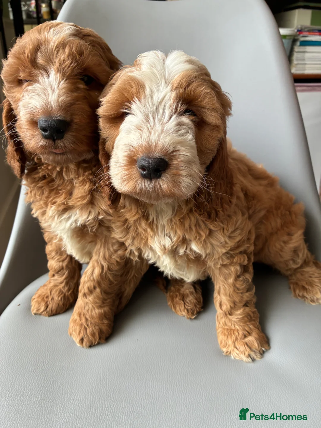 Cockapoo dogs for sale: Beautiful Cockerpoo puppies - Advert 2