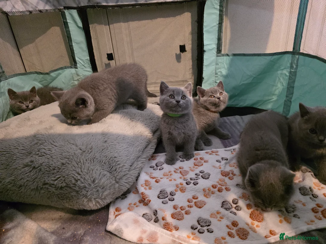 British Shorthair cats for sale: 🐱BRITISH SHORTHAIR🐱 - Advert 5