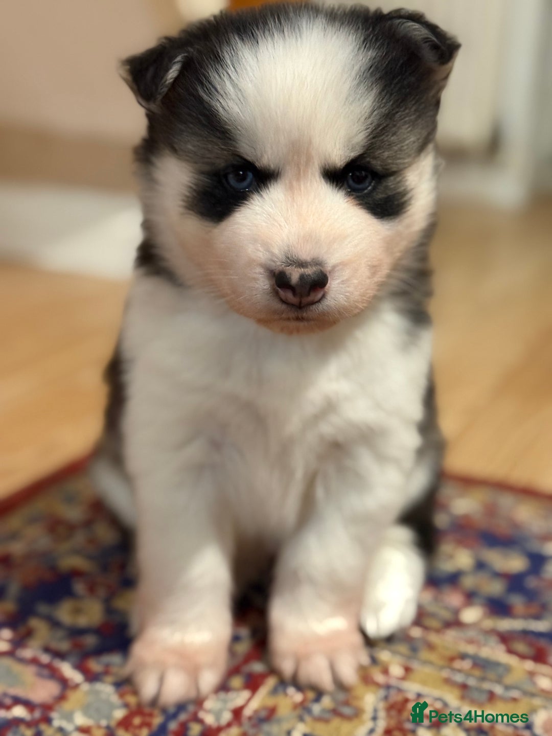 Siberian Husky dogs for sale: Beautiful Purebred Siberian Husky puppies  - Image 6