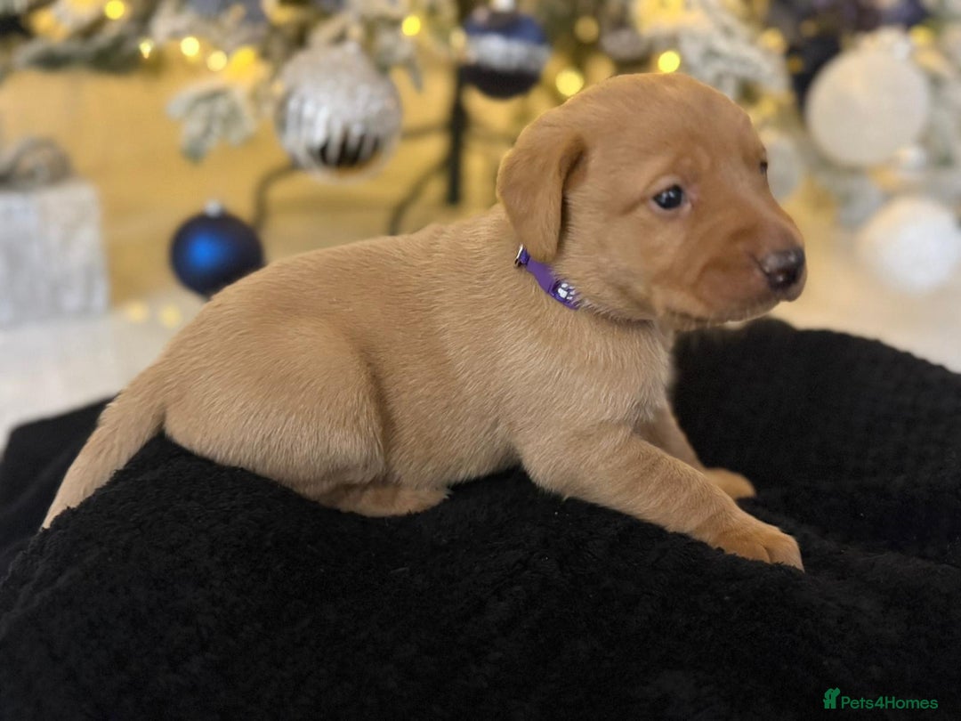 Labrador Retriever dogs for sale: Beautiful fox red puppies  - Advert 26