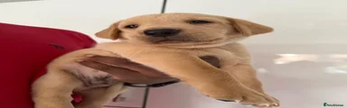 Labrador Retriever 5