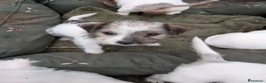 Jack Russell 2