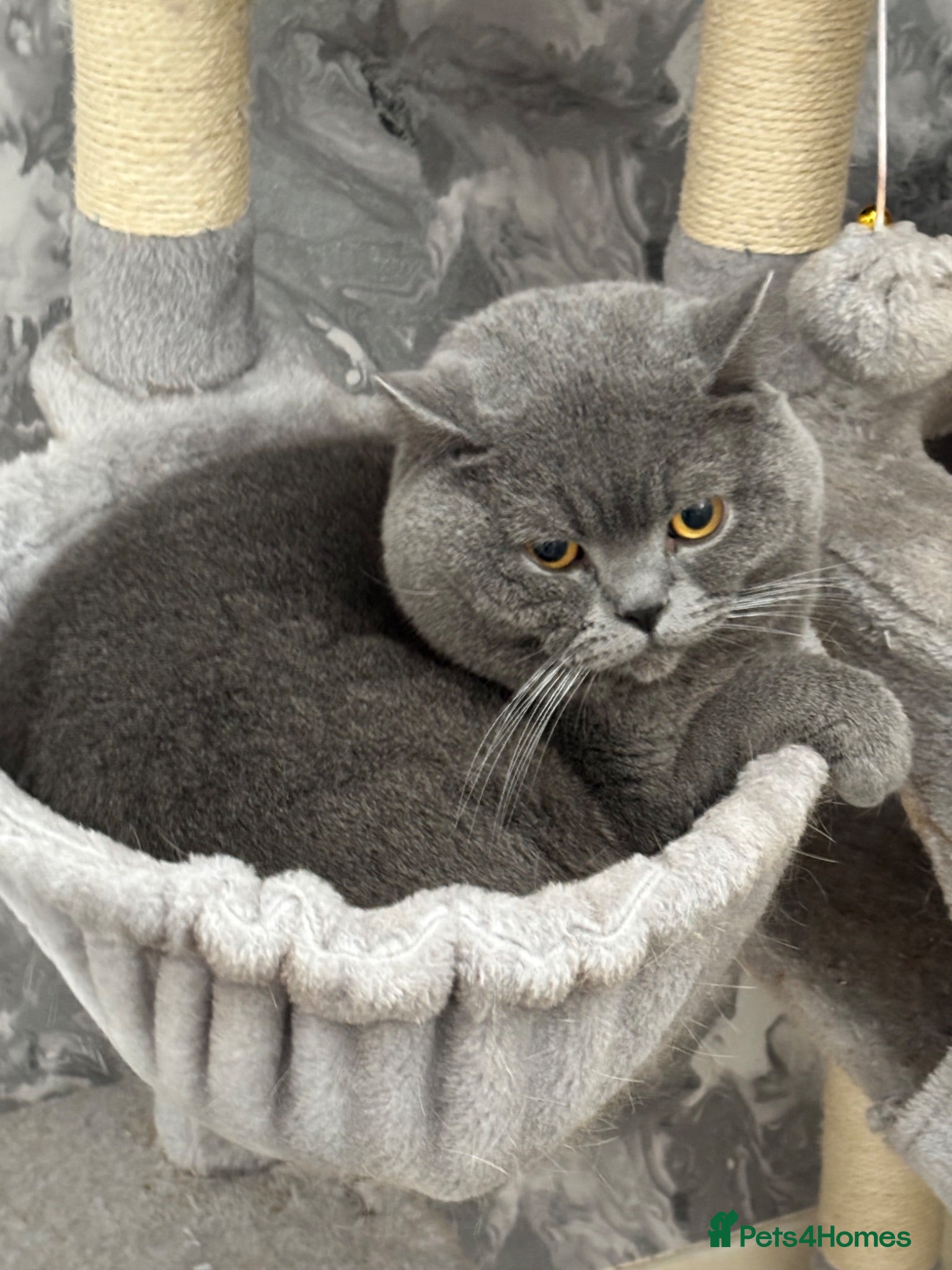 British Shorthair cats British Blue Proven Stud Cat  - Advert 1