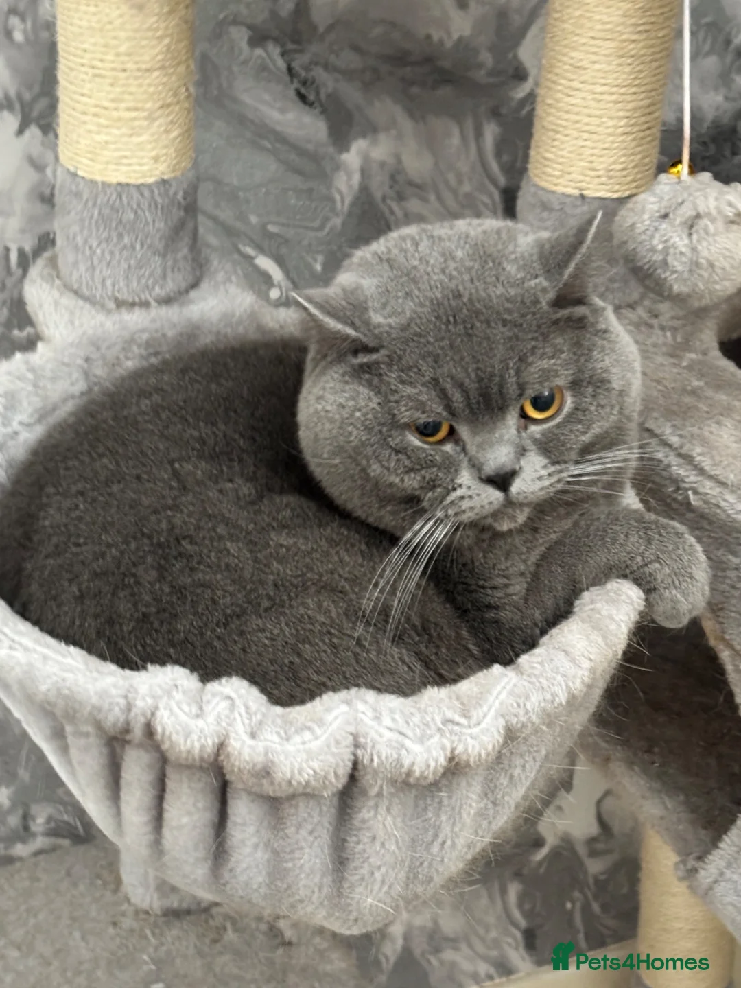 British Shorthair cats for stud: British Blue Proven Stud Cat  - Advert 1