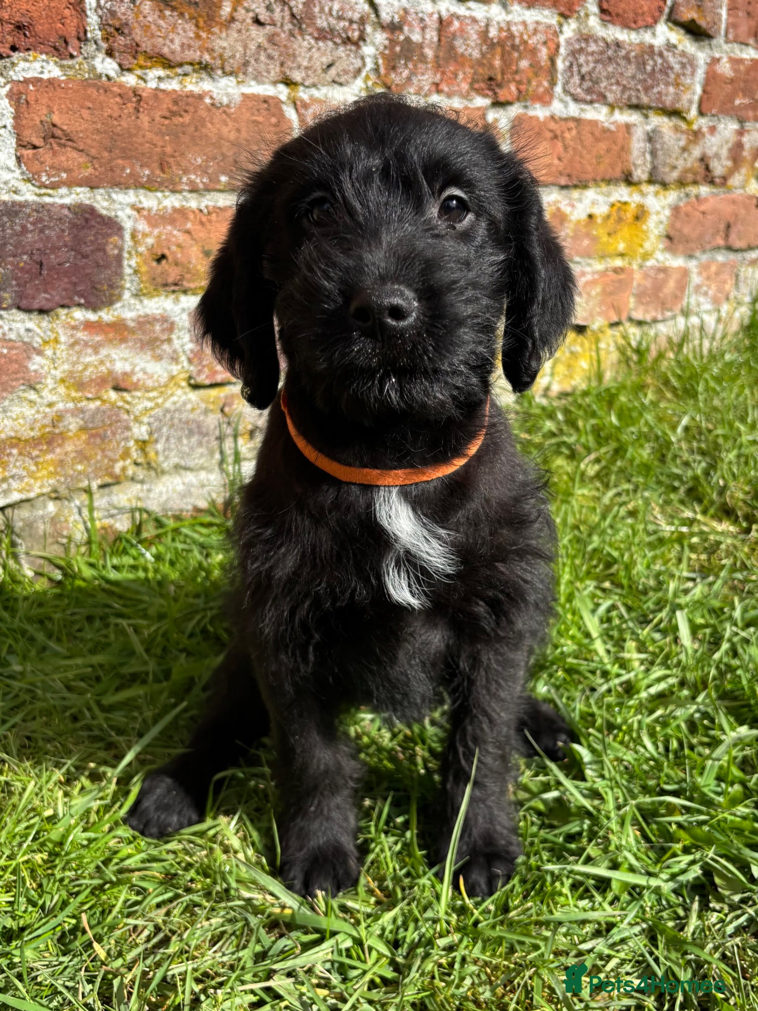 Labradoodle dogs Outstanding Pedigree F1 Labradoodle DNA Clear - Advert 2