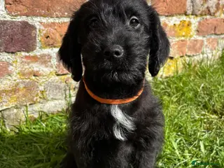 Labradoodle dogs Outstanding Pedigree F1 Labradoodle DNA Clear - Advert 2