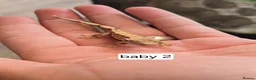 Gecko reptiles for sale: Baby crested geckos - Advert 4
