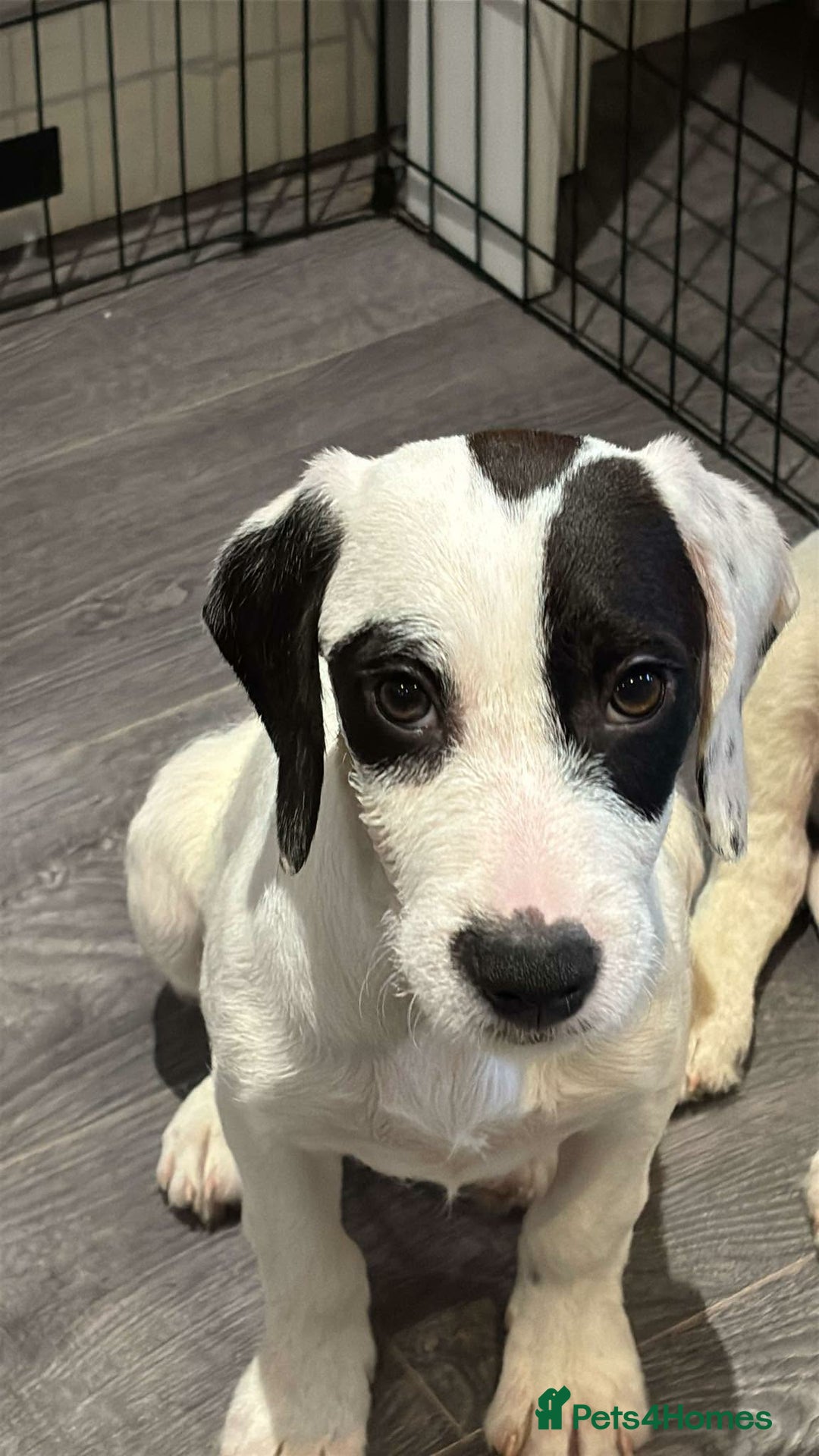 Bocker dogs for sale: Cocker spaniel x beagle puppies  - Advert 3