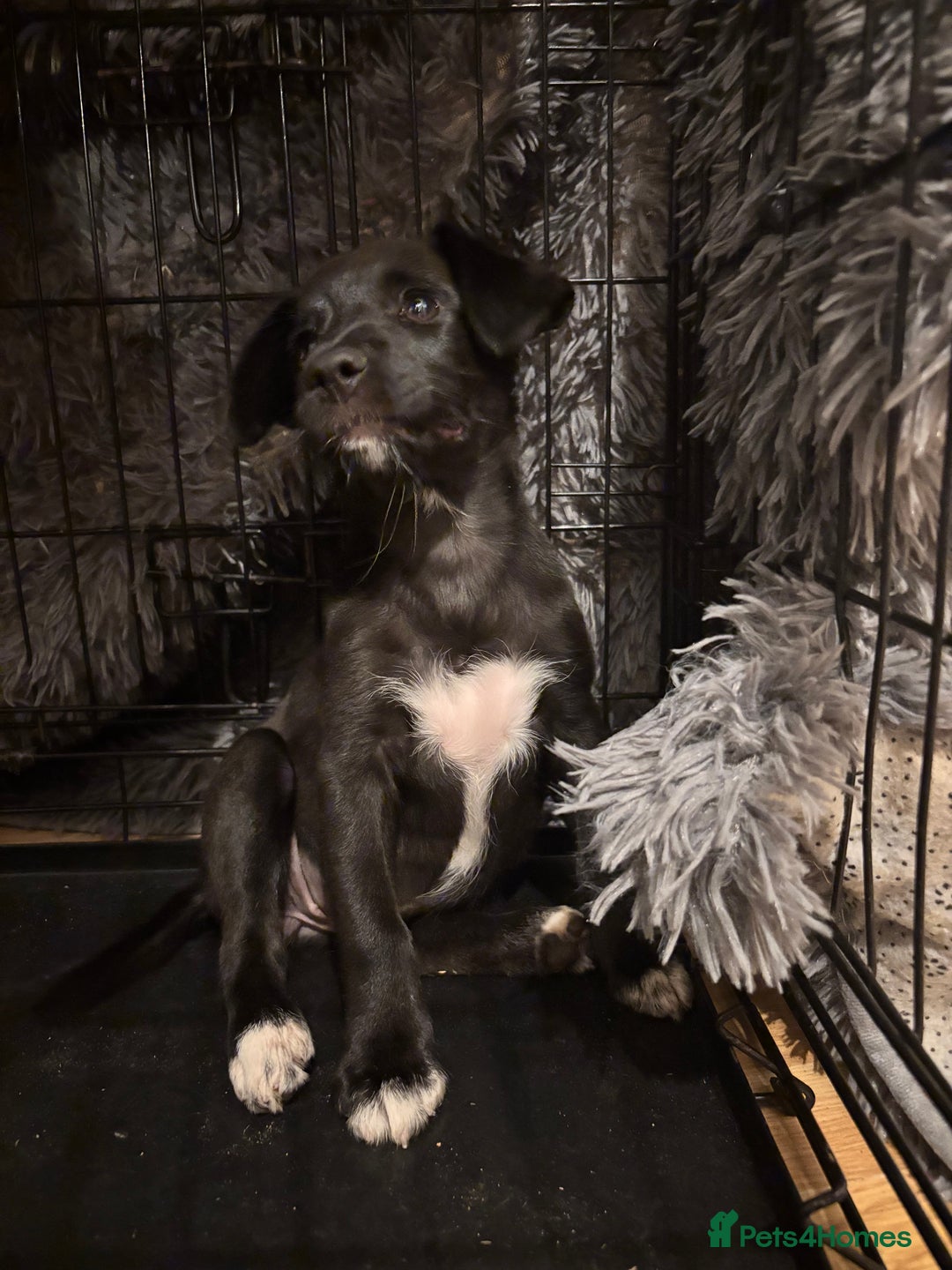 Mixed Breed dogs for sale: Pomeranian x Chihuahua puppies  - Advert 18