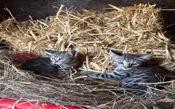 Bengal cats for sale: Beautiful farm reared bengals  - Image 6
