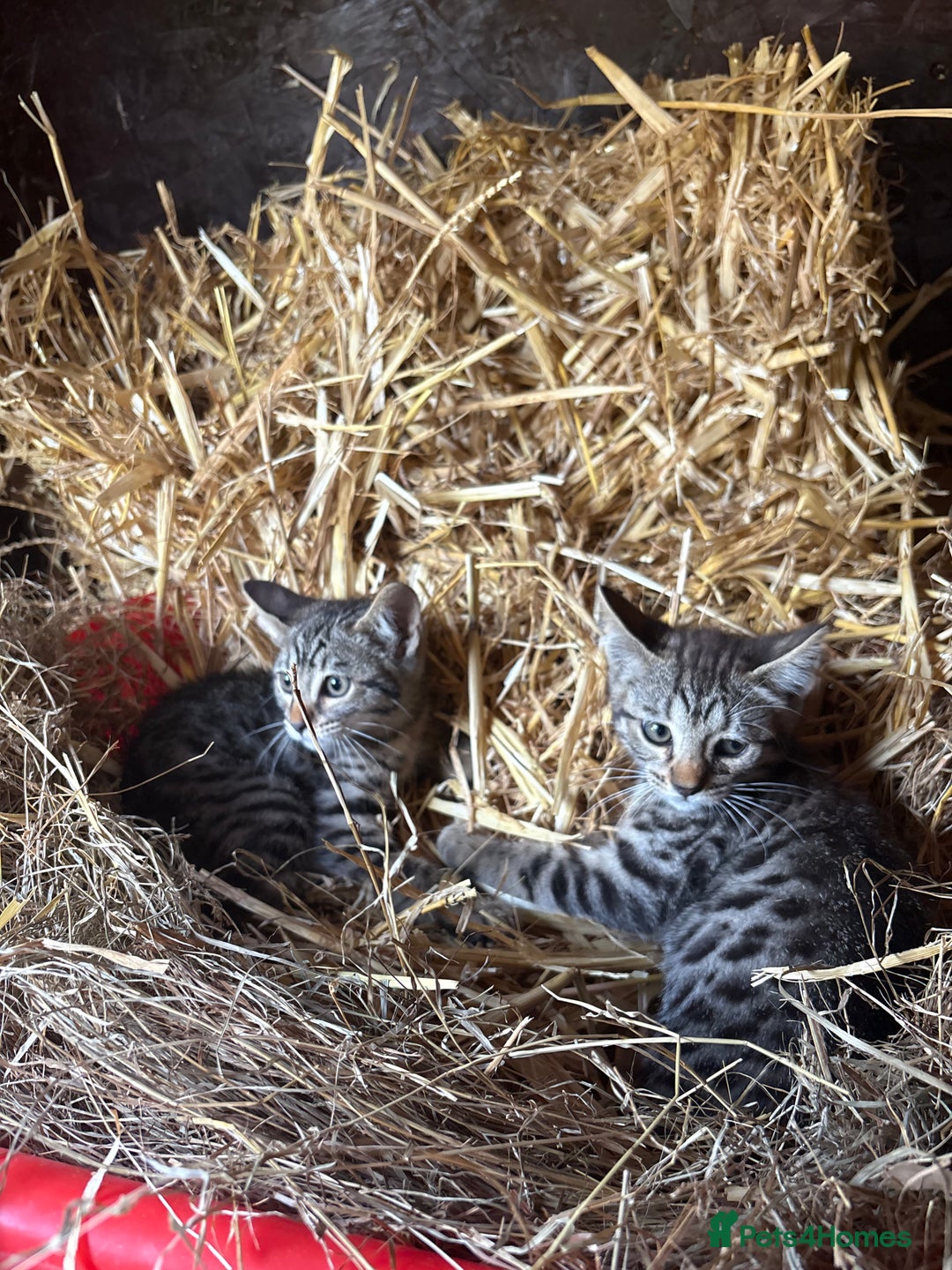 Bengal cats for sale: Beautiful farm reared bengals  - Image 6
