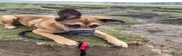 Mixed Breed dogs for sale: Belgian malinois x Dutch herder  in Torrington - Advert 4