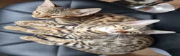 Bengal cats for sale: Pedigree Bengal kittens in West Drayton - Advert 10