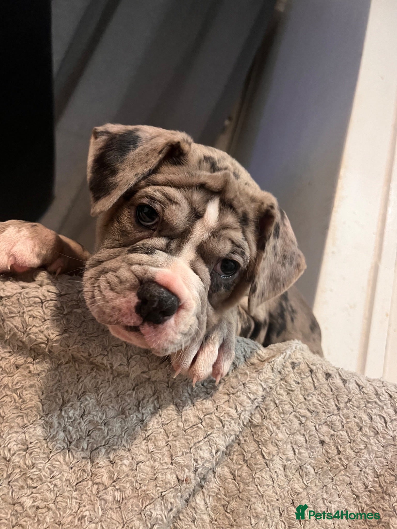 Alapaha Blue Blood Bulldog dogs Alapaha blue blood bulldog - Advert 2