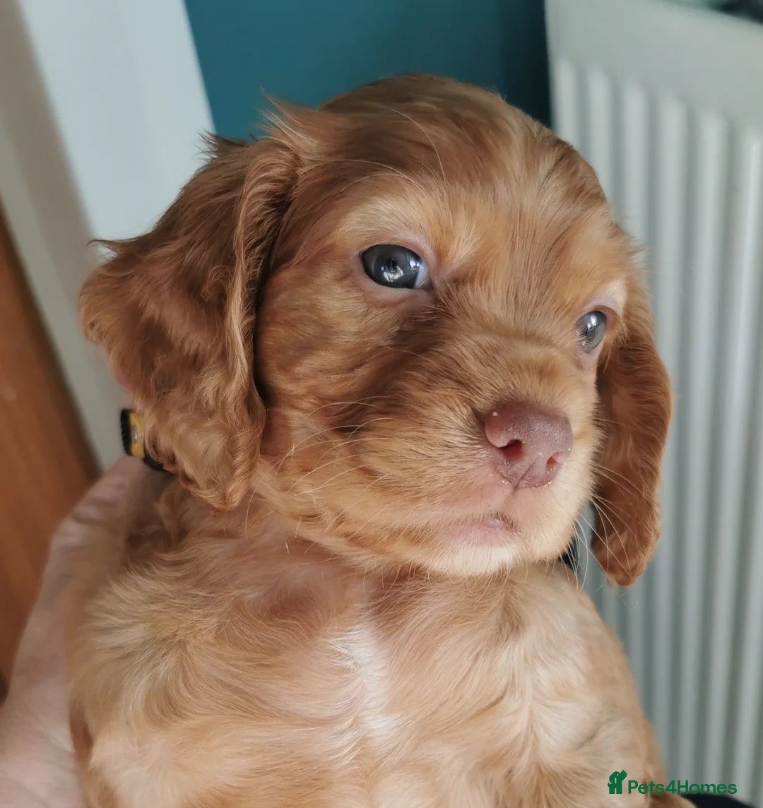 Cocker Spaniel dogs for sale: FTCH Pedigree Working Cocker Spaniels  - Advert 35