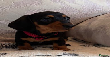 Dachshund dogs - Advert 3