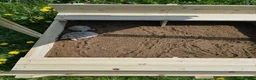Hermann Tortoise reptiles for sale: Hermann Tortoise  - Advert 4