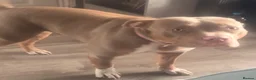Mixed Breed dogs for sale: Mabel Female Pocket Bully - Advert 5