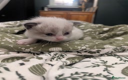 Ragdoll cats for sale: ragdoll kittens (only 1 boy left main picture) - Image 16