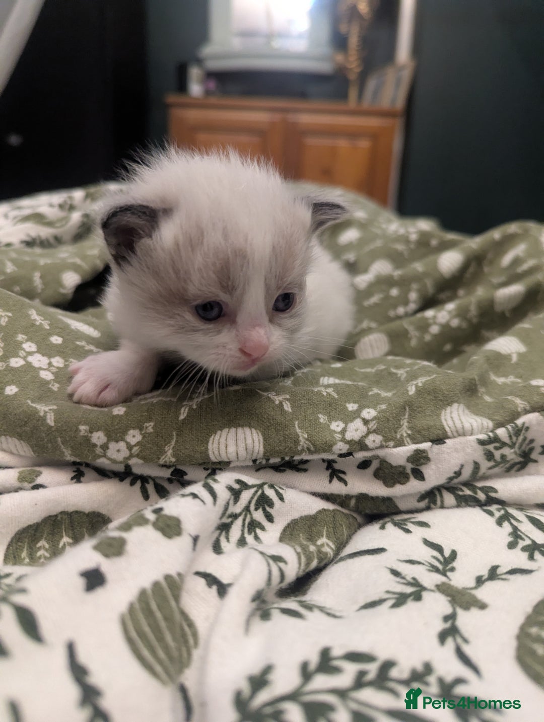 Ragdoll cats for sale: ragdoll kittens (only 1 boy left main picture) - Image 16