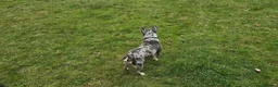 French Bulldog dogs for sale: 2 year old franch bulldog  in Bournemouth - Advert 2