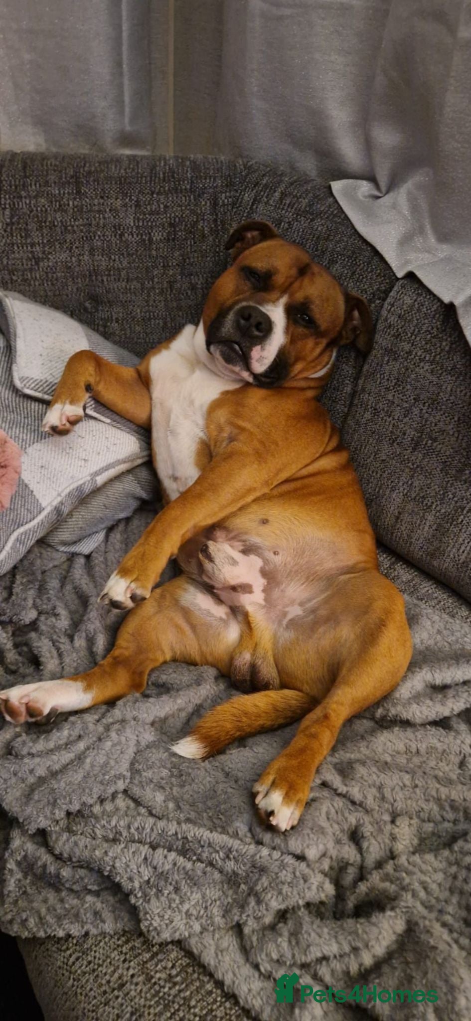 Staffordshire Bull Terrier dogs Stunning Staffordshire bull terrier  - Advert 17