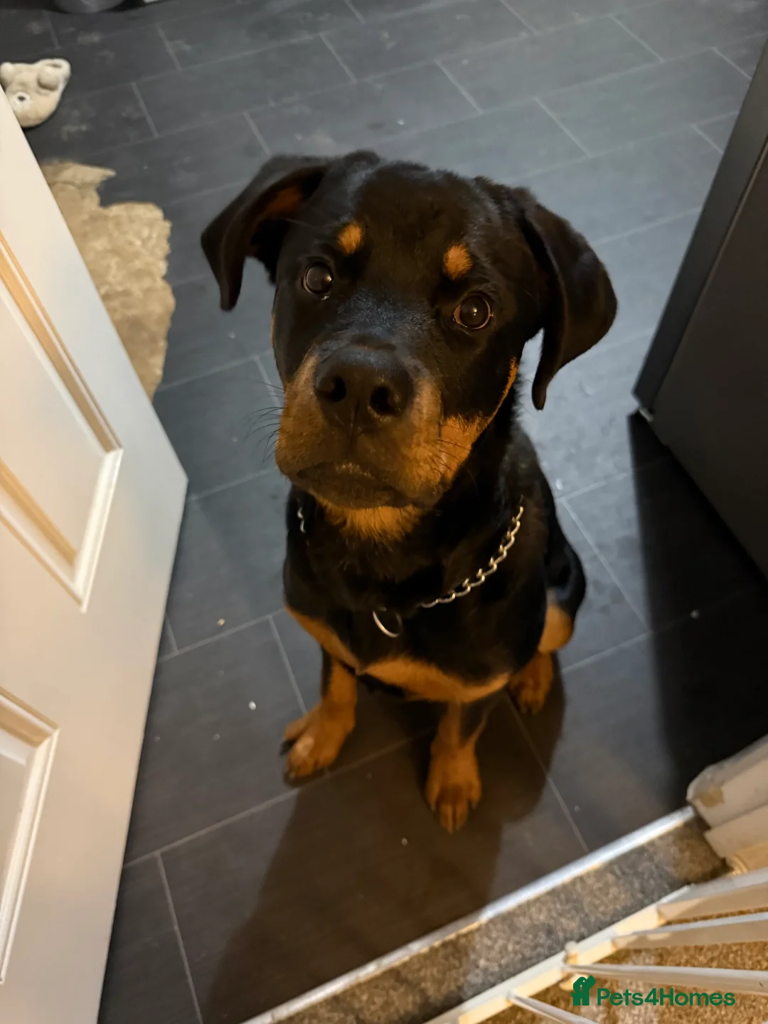 Rottweiler dogs for sale: Tank the Rottweiler  - Advert 9