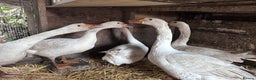 Geese poultry for sale: Nice tempered Geese x5  - Advert 9