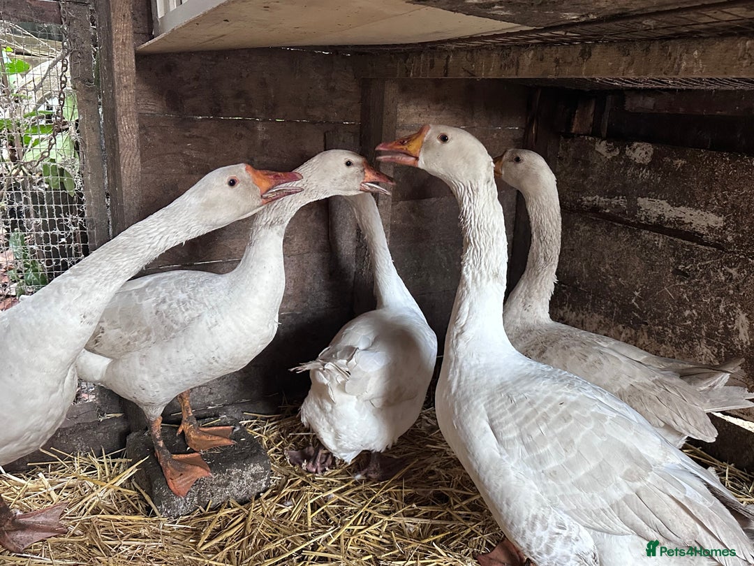 Geese poultry for sale: Nice tempered Geese x5  - Advert 9
