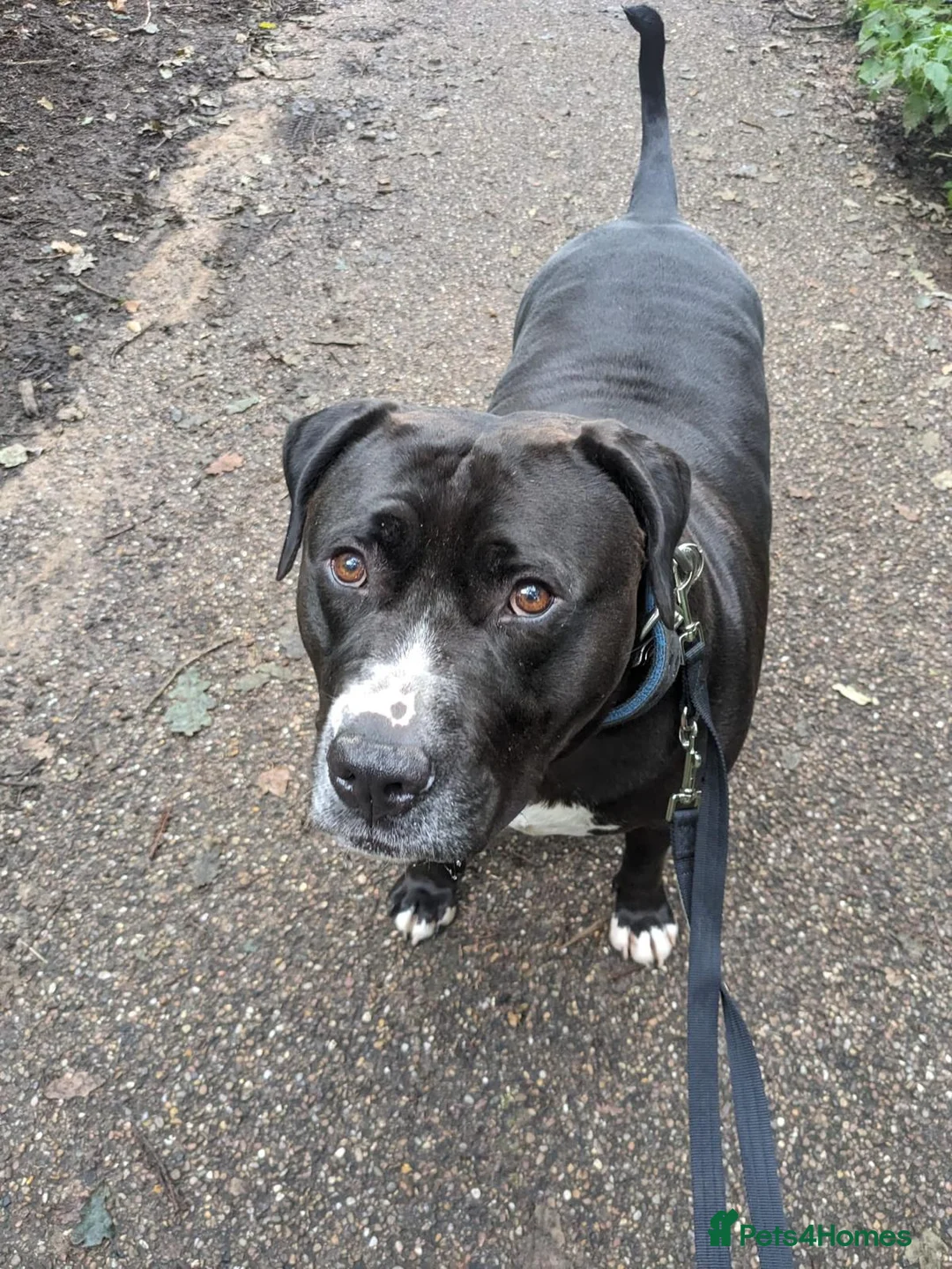 American Bulldog dogs for sale: American Bulldog for sale - Advert 2