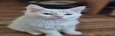 Ragdoll 4