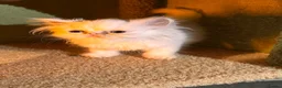 Persian cats for sale: cute Persian kittens looking for a home  in Hounslow - Advert 13