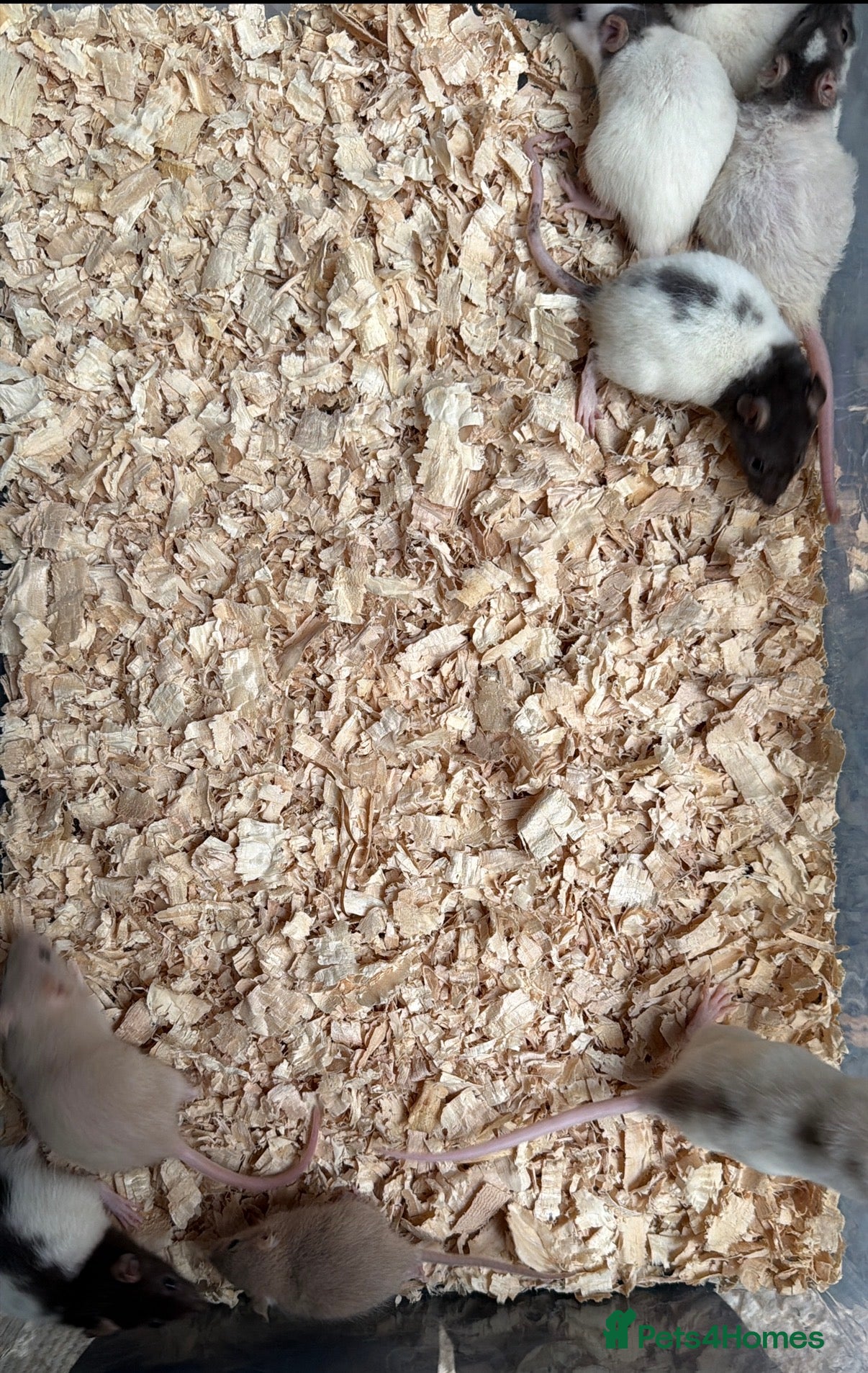 Rat rodents Baby rats girl and boys  - Advert 3