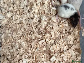 Rat rodents Baby rats girl and boys - Advert 3