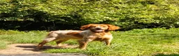 Brittany Spaniel dogs for adoption: Uriel in Alfreton - Advert 4